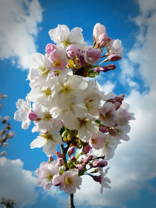 column cherry sky japanese cherry trees