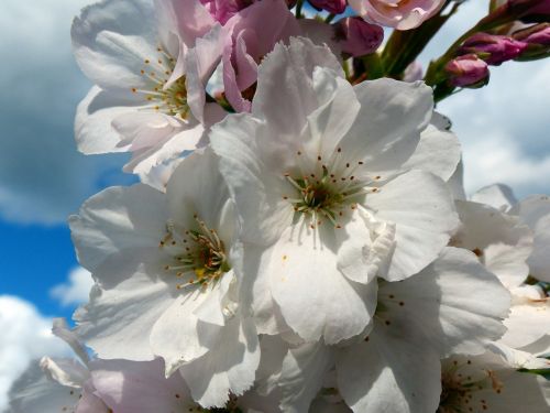 column cherry japanese cherry trees blossom
