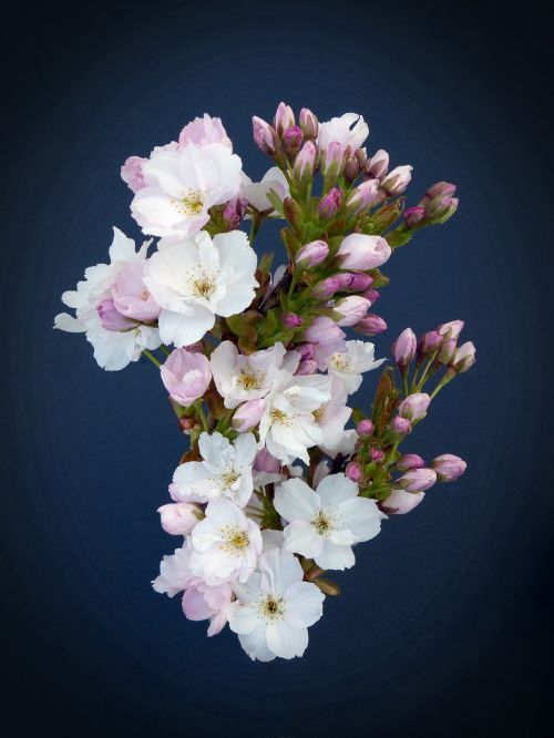 column cherry japanese cherry trees blossom