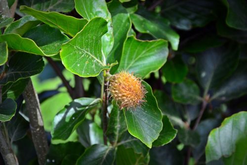 column gold beech fagus sylvatica tree fruit