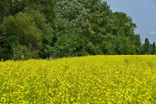 colza  rape  blooming flowers