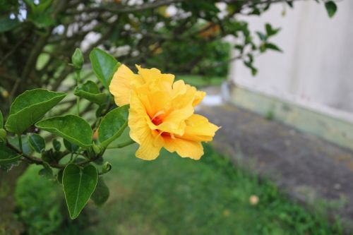 comanche flower garden