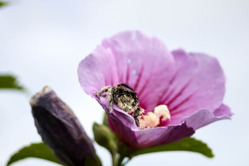 comanche nature pollination
