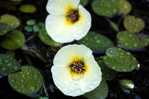 comanche nature water lily