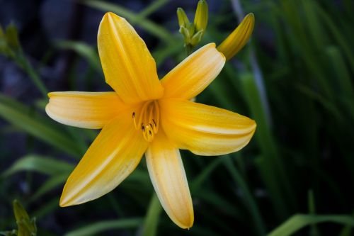 comanche nature flower