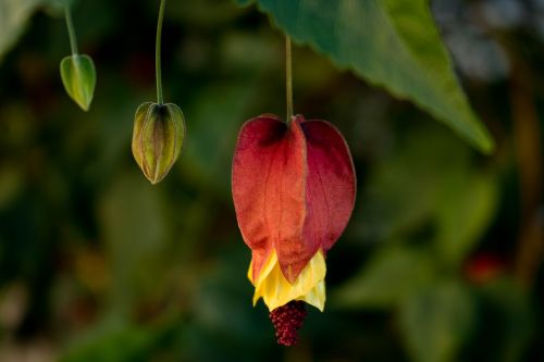 comanche nature flower