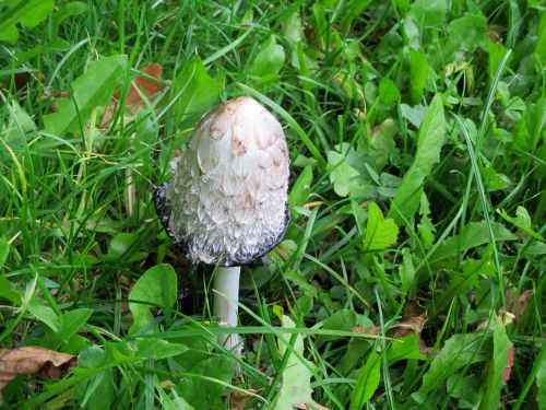 comatus mushroom white