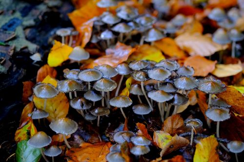 comatus mushrooms mushroom colony