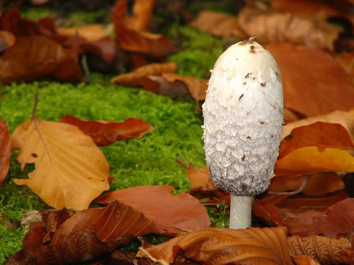 comatus mushroom autumn