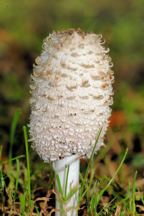 comatus mushroom white