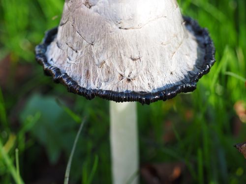 comatus schopf comatus mushroom