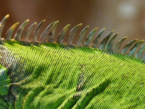 comb iguana green