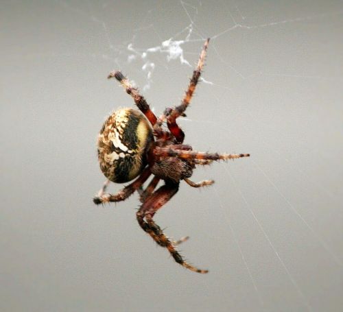 comb-claw spider arachnid web weaving