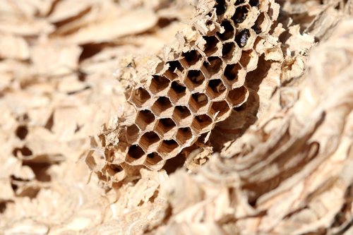 combs  nature  the hive