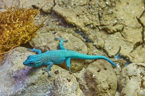 come  turquoise  lizard