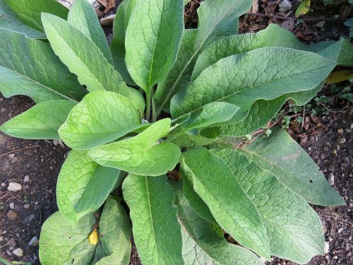 comfrey herbs medicinal herbs