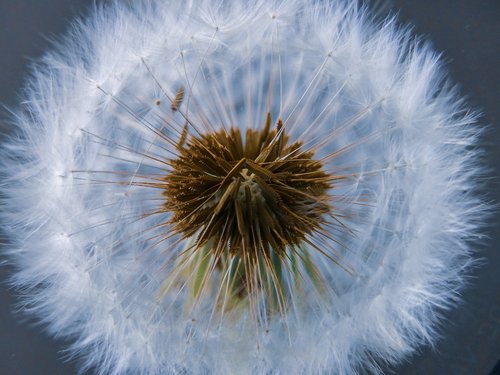 common  dandelion  bloom