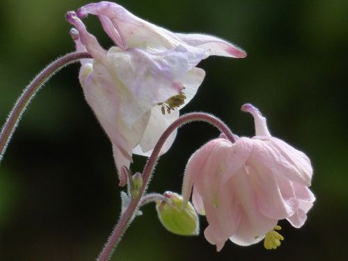 common akelei blossom bloom