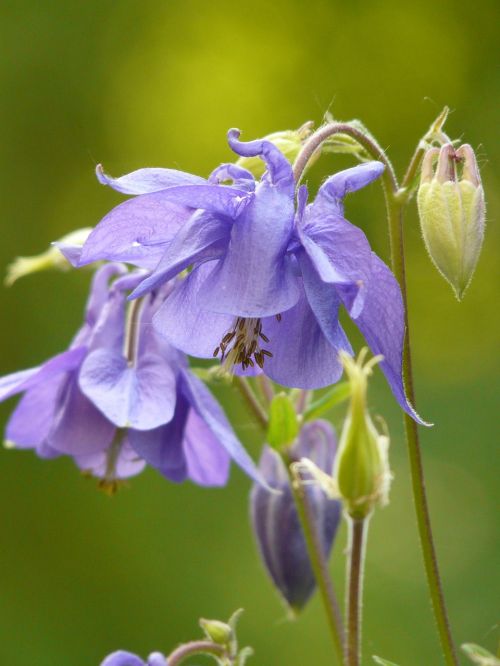 common akelei columbine flower