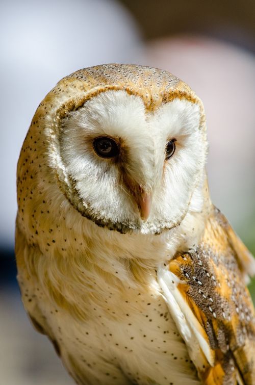 common barn owl perched bird