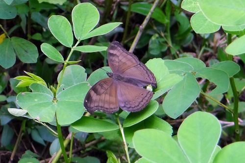 common baron butterfly euthalia aconthea
