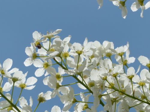 common bird cherry flowers prunus padus