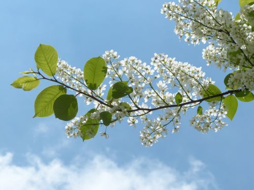 common bird cherry leaves branch