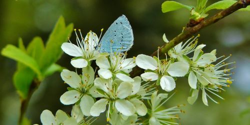 common blue butterflies lycaenidae