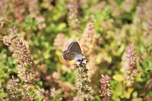 common blue  butterfly  flower