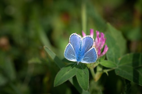 common blue  butterfly  blue