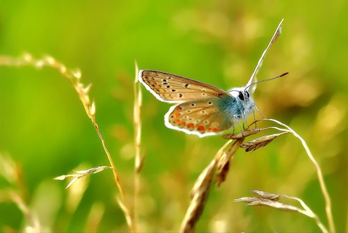 common blue  lycaenidae  butterfly