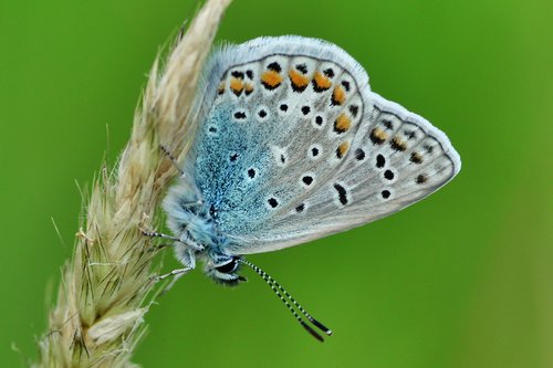 common blue  butterfly  butterflies