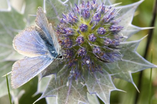 common blue butterfly sea holly cornwall