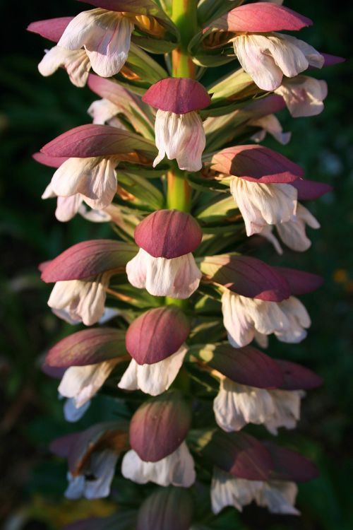 Common Burdock Flower