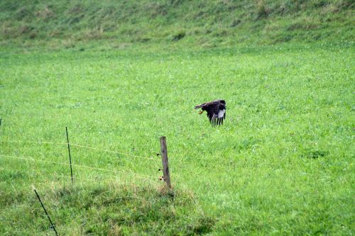 common buzzard in the flight