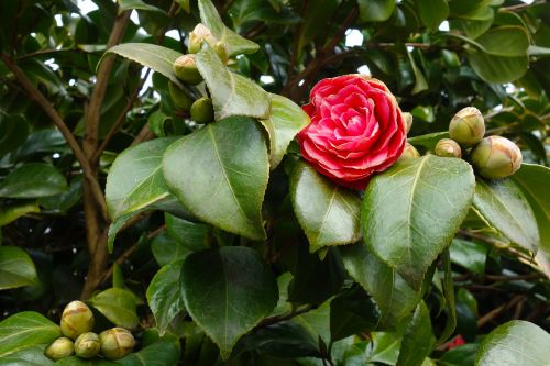 common camellia camellia japonica flower
