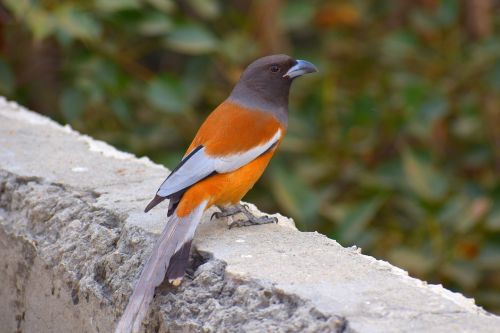 common chaffinch orange bird bird