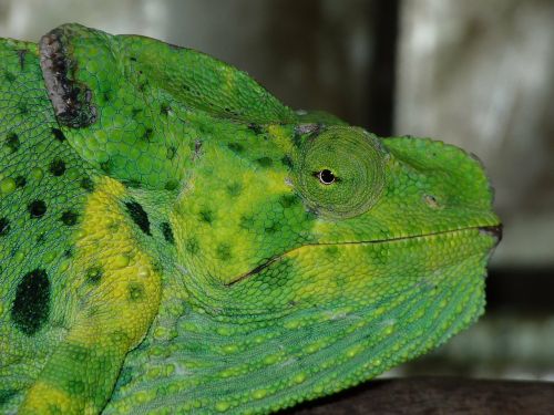 common chameleon european chameleon chamaeleo chamaeleon