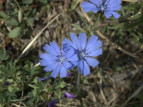common chicory flower blue