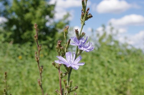 common chicory flower field