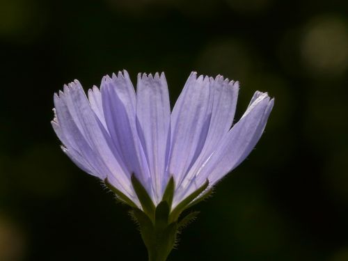 common chicory chicory flower