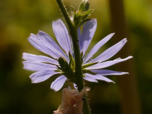 common chicory chicory flower
