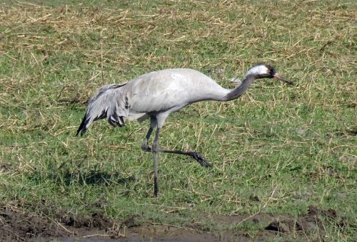 common crane grus grus eurasian crane