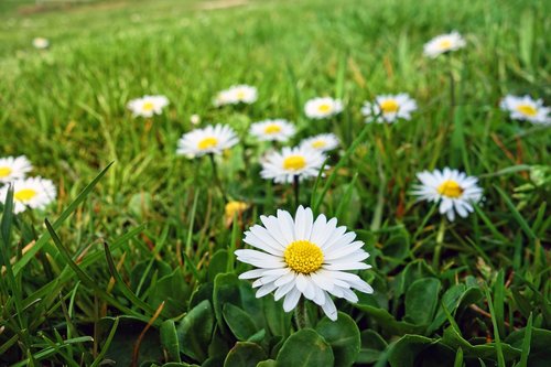 common daisy  lawn daisy  daisy