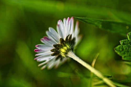 common daisy  daisy  flower