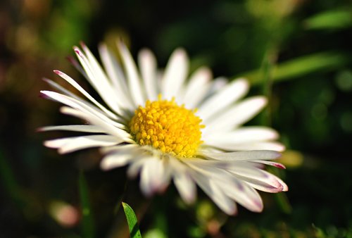 common daisy  flower  plant