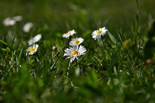 common daisy  spring  grass