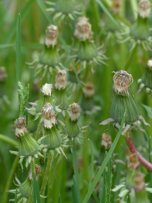 common dandelion pointed flower inflorescence