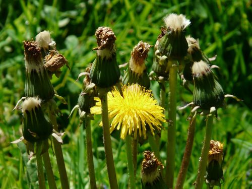 common dandelion pointed flower inflorescence
