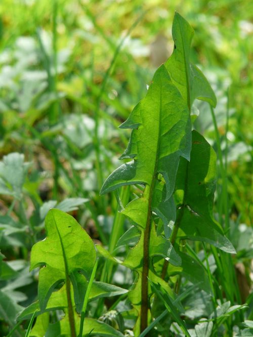 common dandelion dandelion leaf leaf